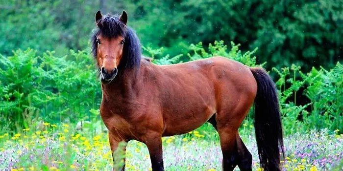 Casa Do Garrano - Geres